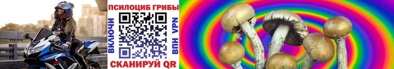 наркотики  Талдом  Галлюциногенные грибы Psilocybine cubensis 